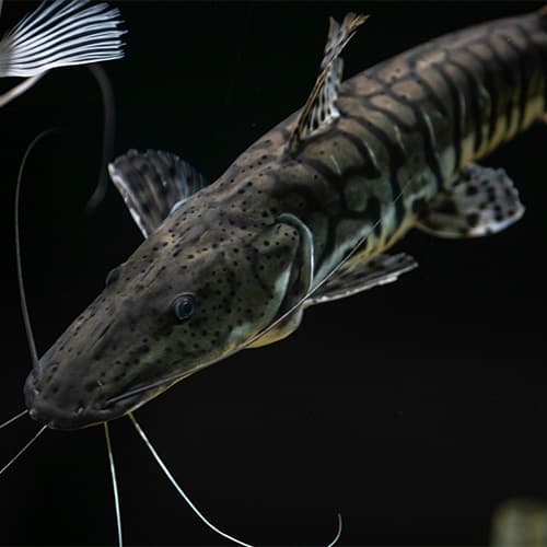 Fish Stocking - Lake Management Dallas Fort Worth