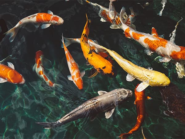 The Lake Doctor Floating Fountains Dallas Fort Worth The Lake Doctor Floating Fountains Dallas Fort Worth