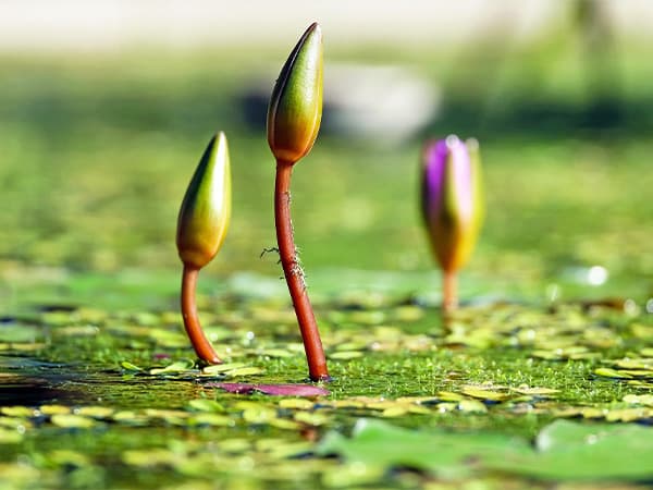 The Lake Doctor Floating Fountains Dallas Fort Worth The Lake Doctor Floating Fountains Dallas Fort Worth