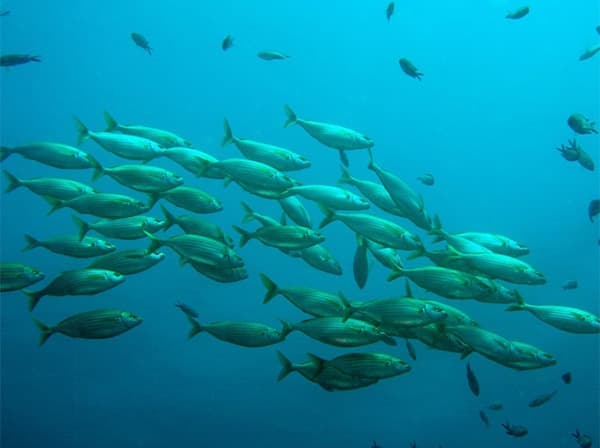 The Lake Doctor Floating Fountains Dallas Fort Worth The Lake Doctor Floating Fountains Dallas Fort Worth