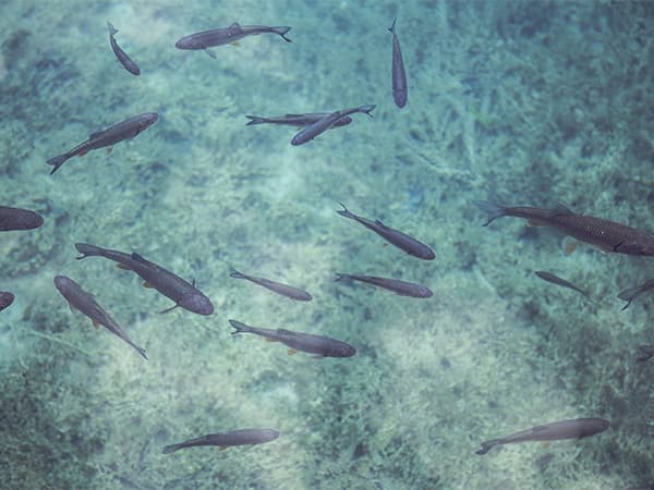 The Lake Doctor Floating Fountains Dallas Fort Worth The Lake Doctor Floating Fountains Dallas Fort Worth
