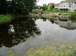 Vegetation Control - Lake Management Floating Fountains Aeration Irrigation Pump Systems Dallas Fort Worth Texas